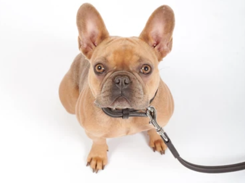 Französische Bulldogge Rassenportrait