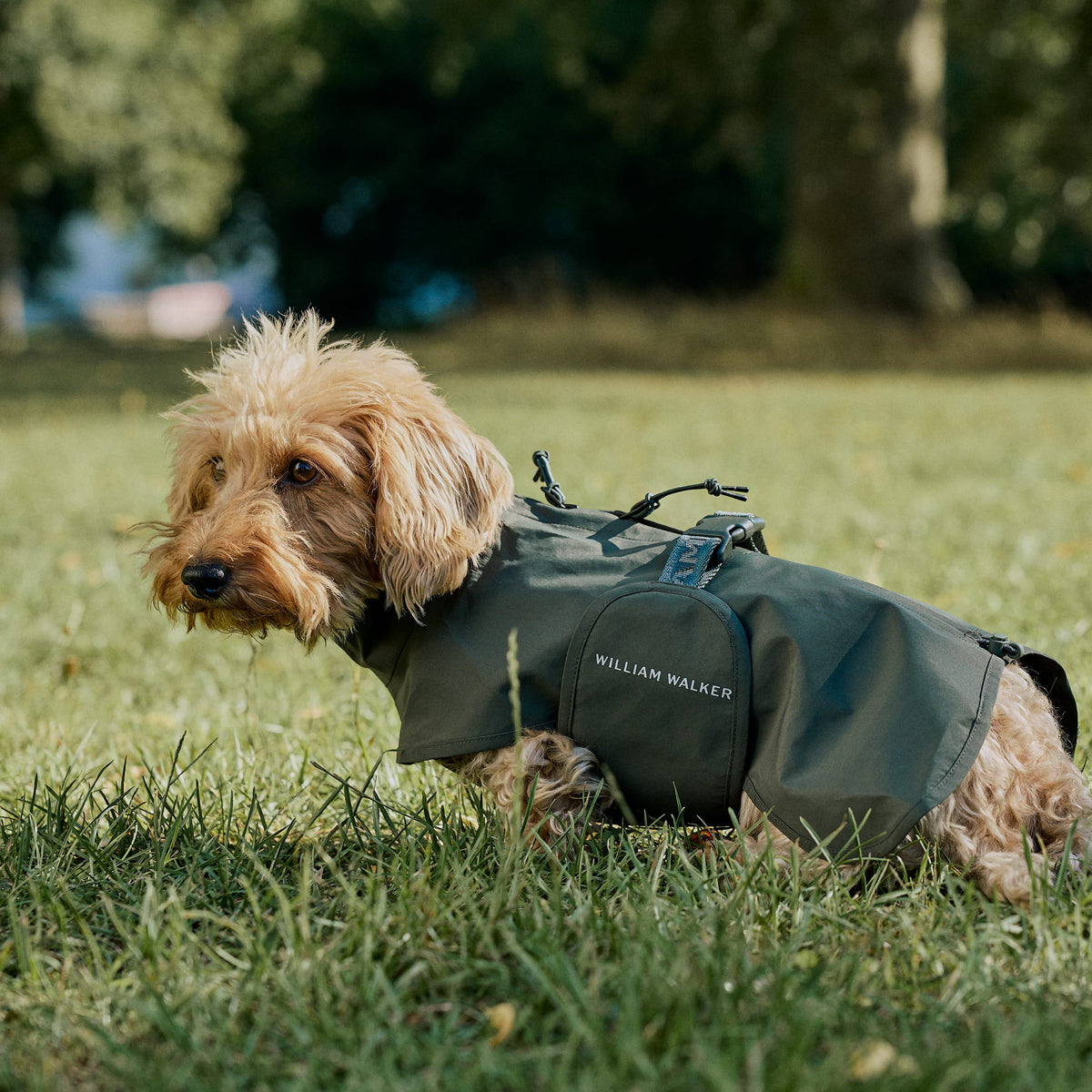 William Walker Vandtæt regnfrakke til gravhunde
