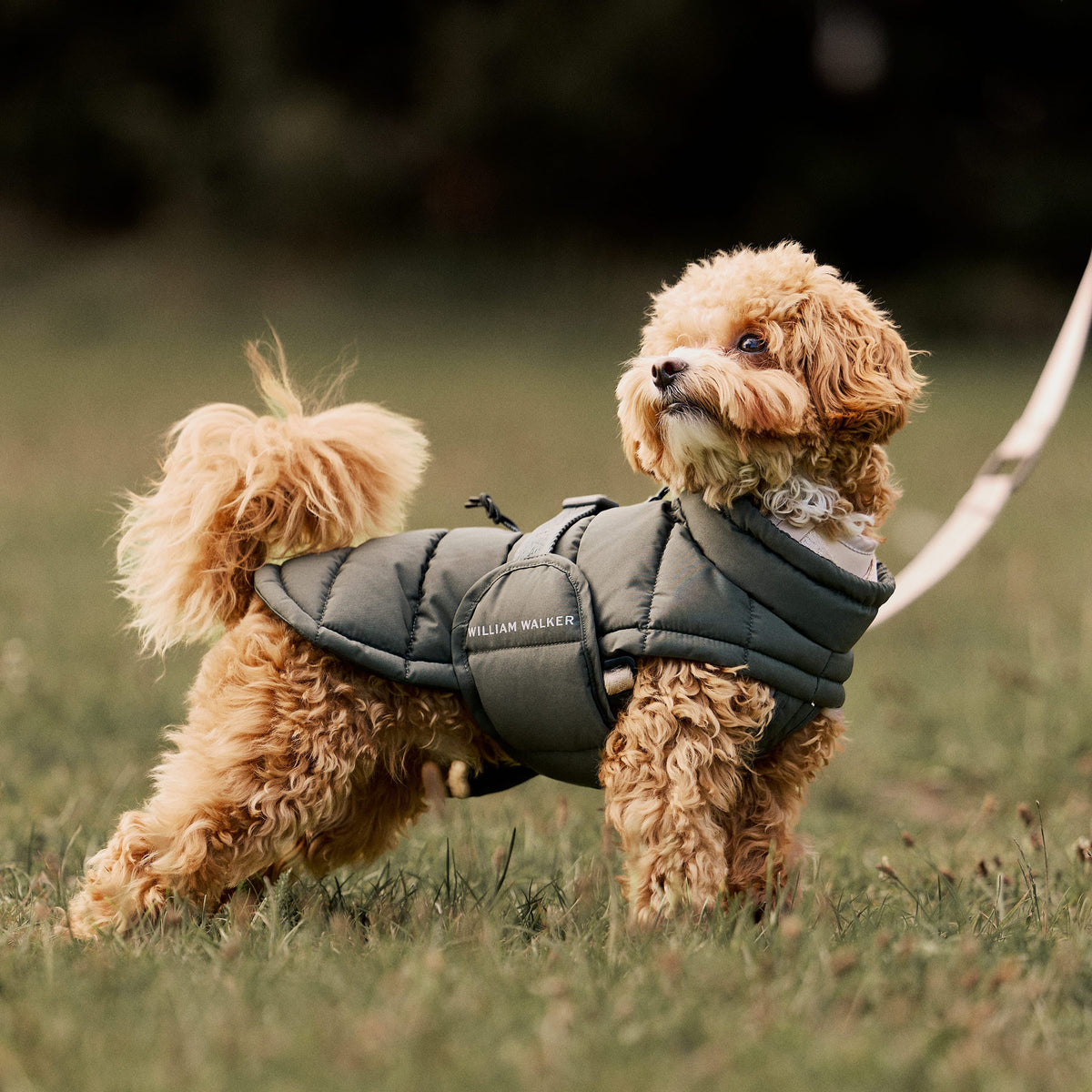 William Walker Varm vinterfrakke til hunde Alpine