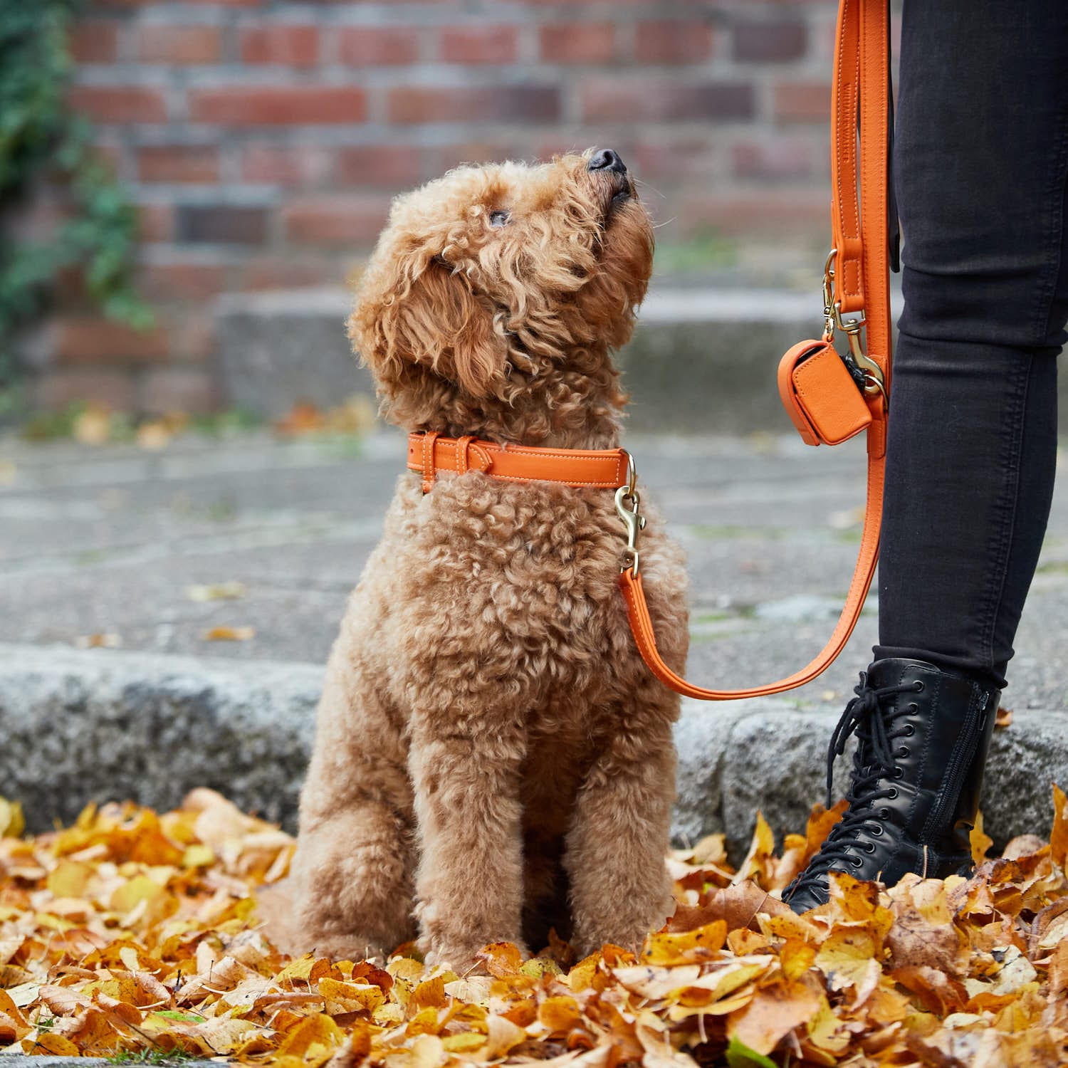 William Walker Leder Hundehalsband Amber (Orange)