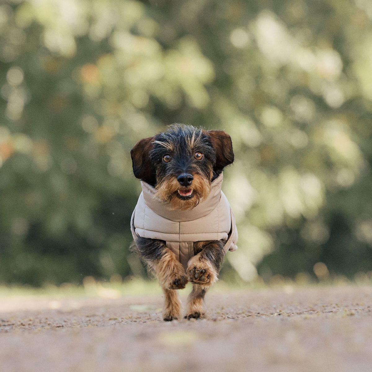 William Walker Vinterfrakke til hunde Alpine til gravhunde