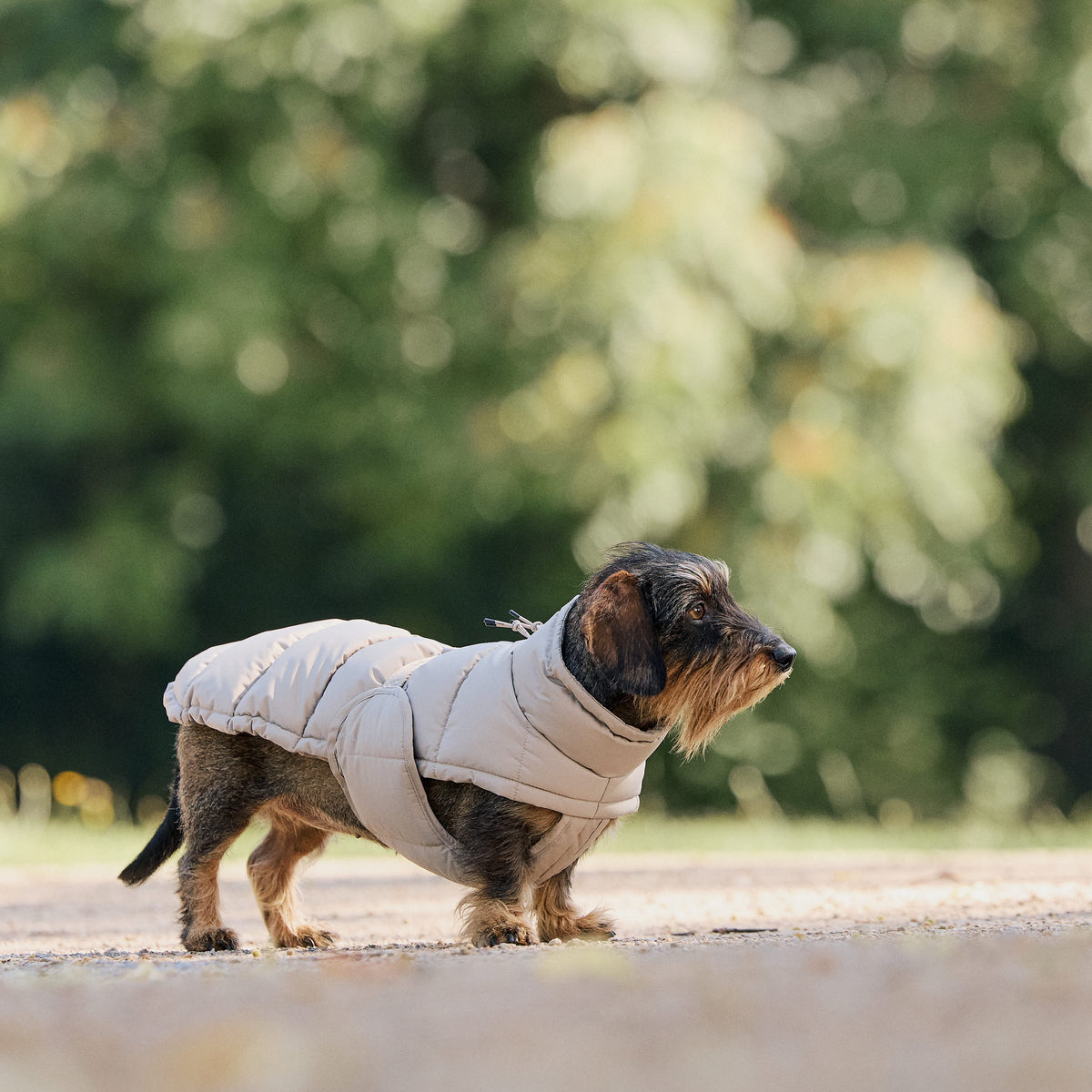 William Walker Vinterfrakke til hunde Alpine til gravhunde Sand / 2