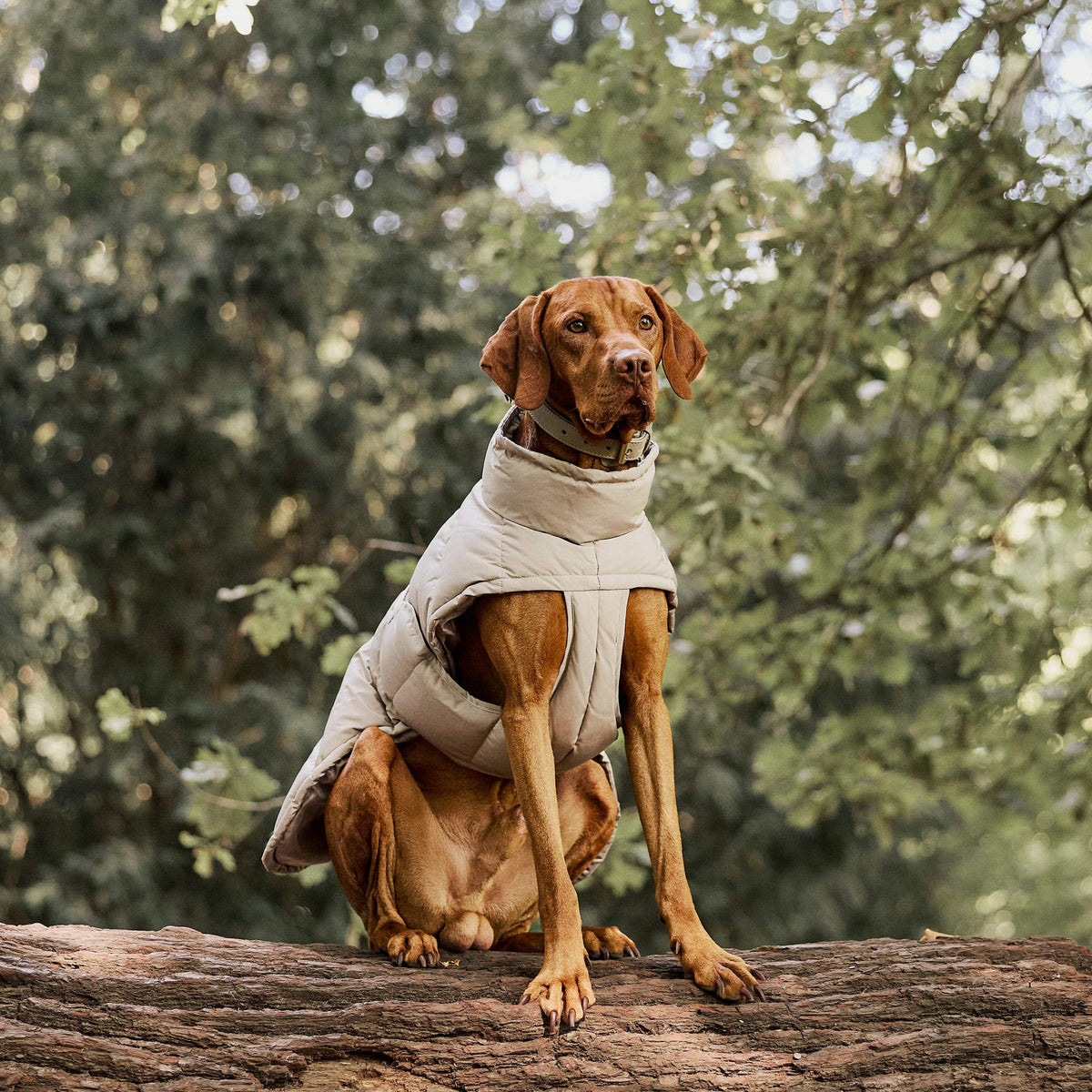 William Walker Varm vinterfrakke til hunde Alpine Sand / 1