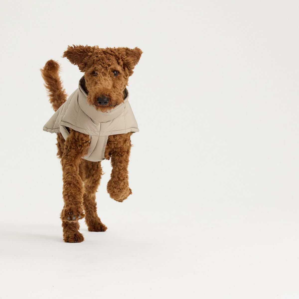 William Walker Varm vinterfrakke til hunde Alpine