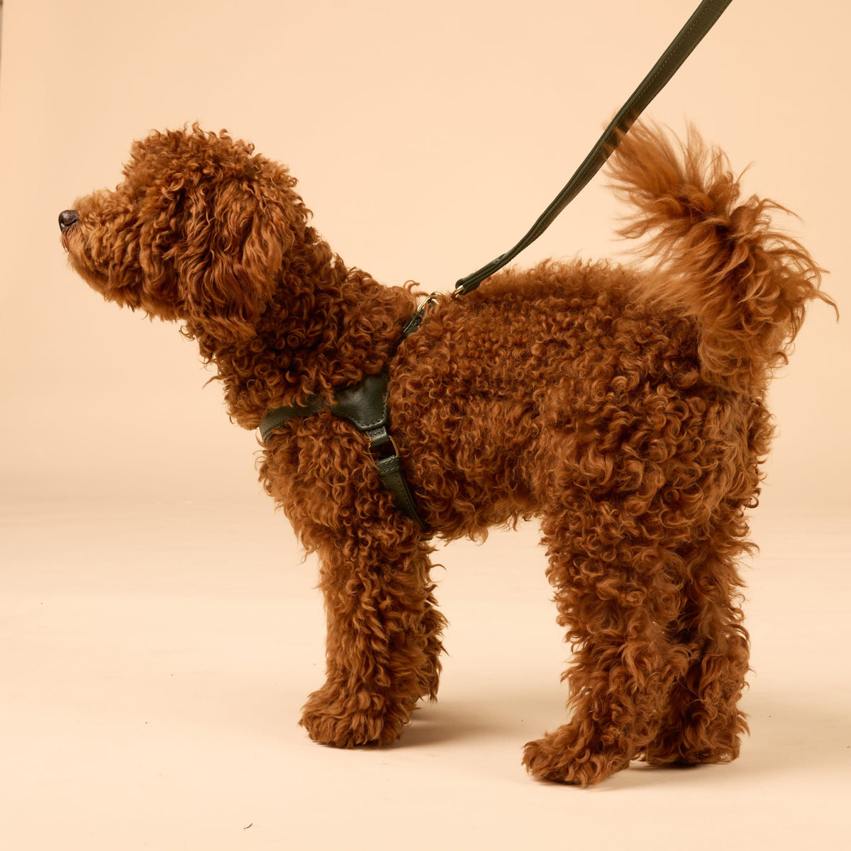 William Walker Step-In læder hundesele Pico til små hunde Dark Moss / 1