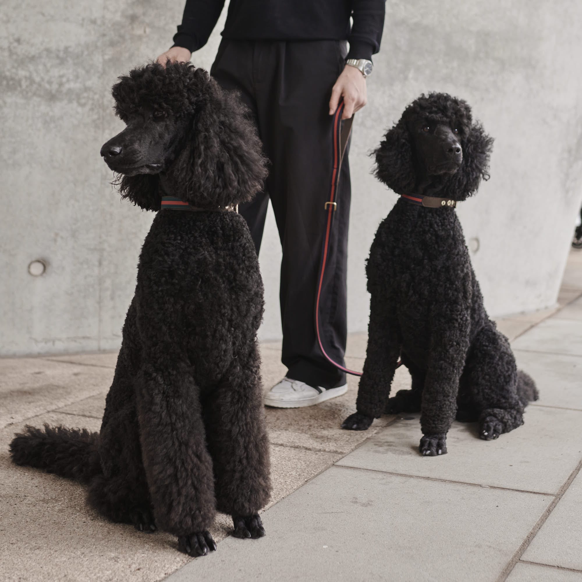 William Walker Leder Hundehalsband Florence // Limited