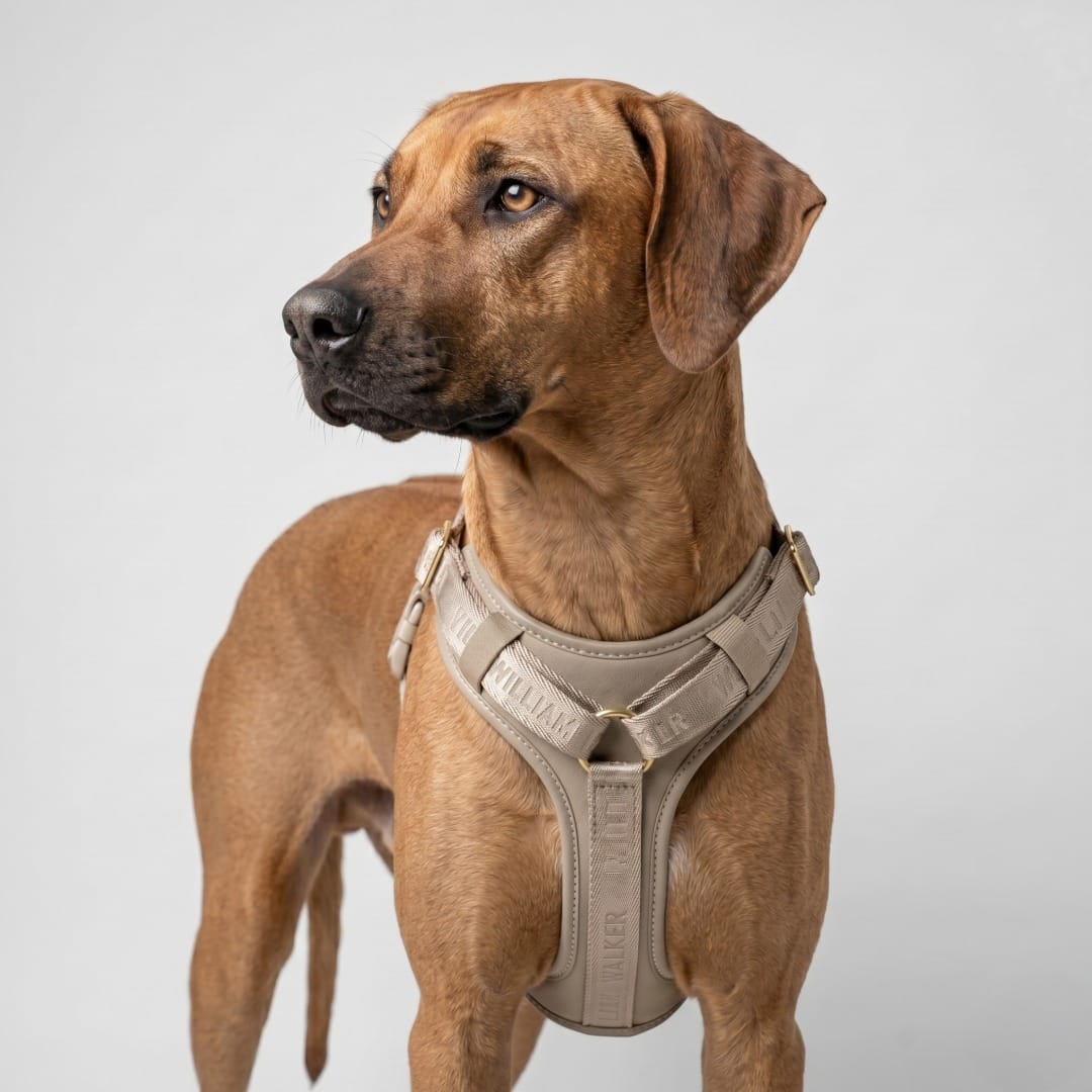 William Walker Y-hundesele i kvalitetslæder Plain Sand (Beige) / XS