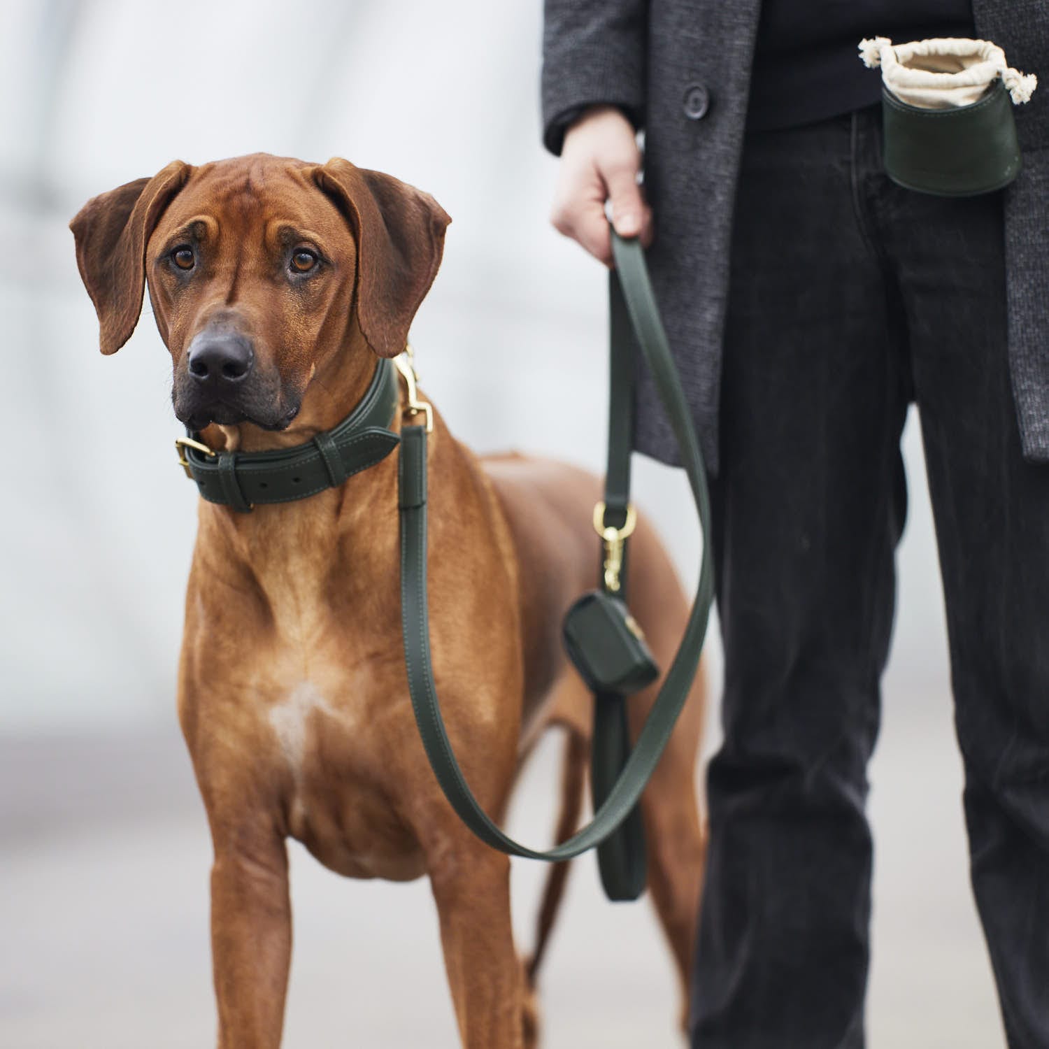 William Walker Hundehalsband Dark Moss