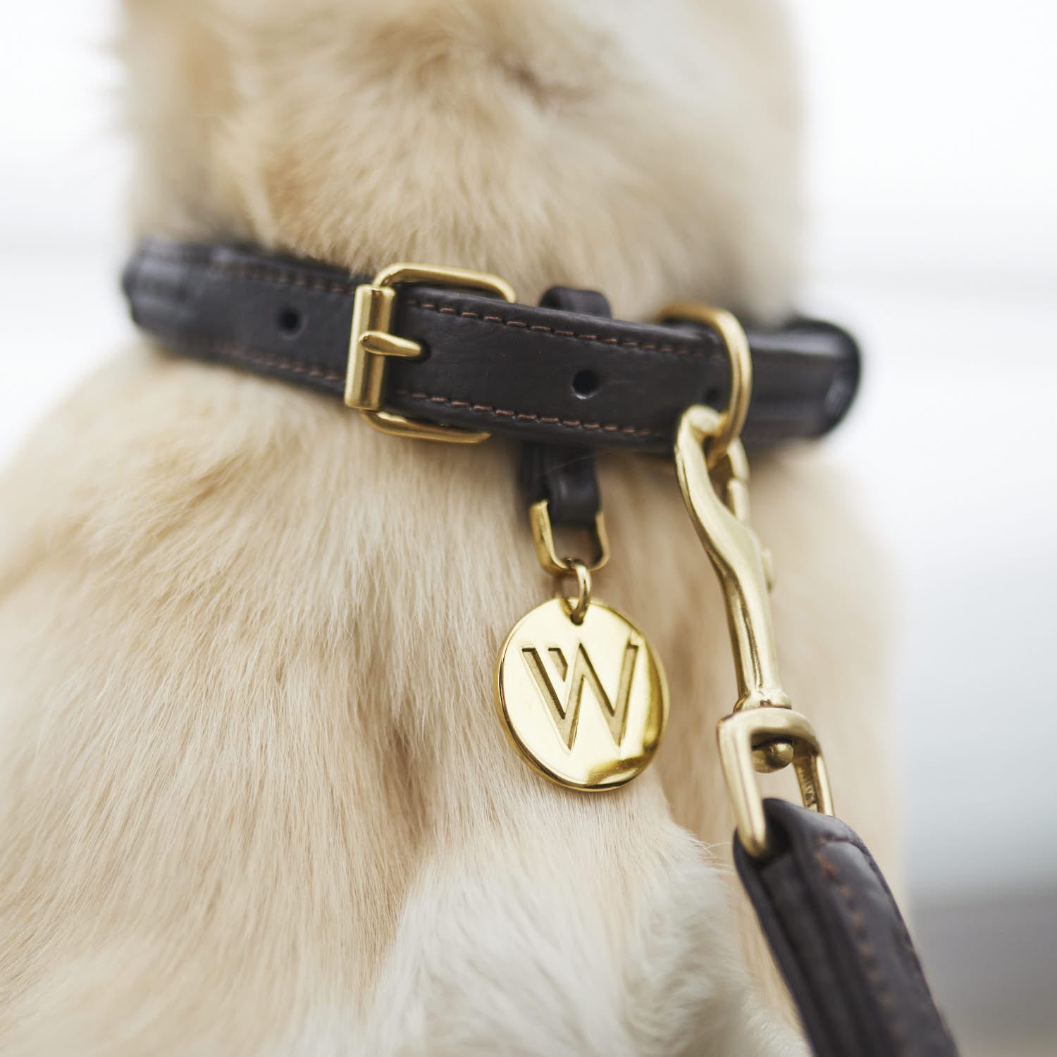 William Walker Hundehalsband Twisted Earth