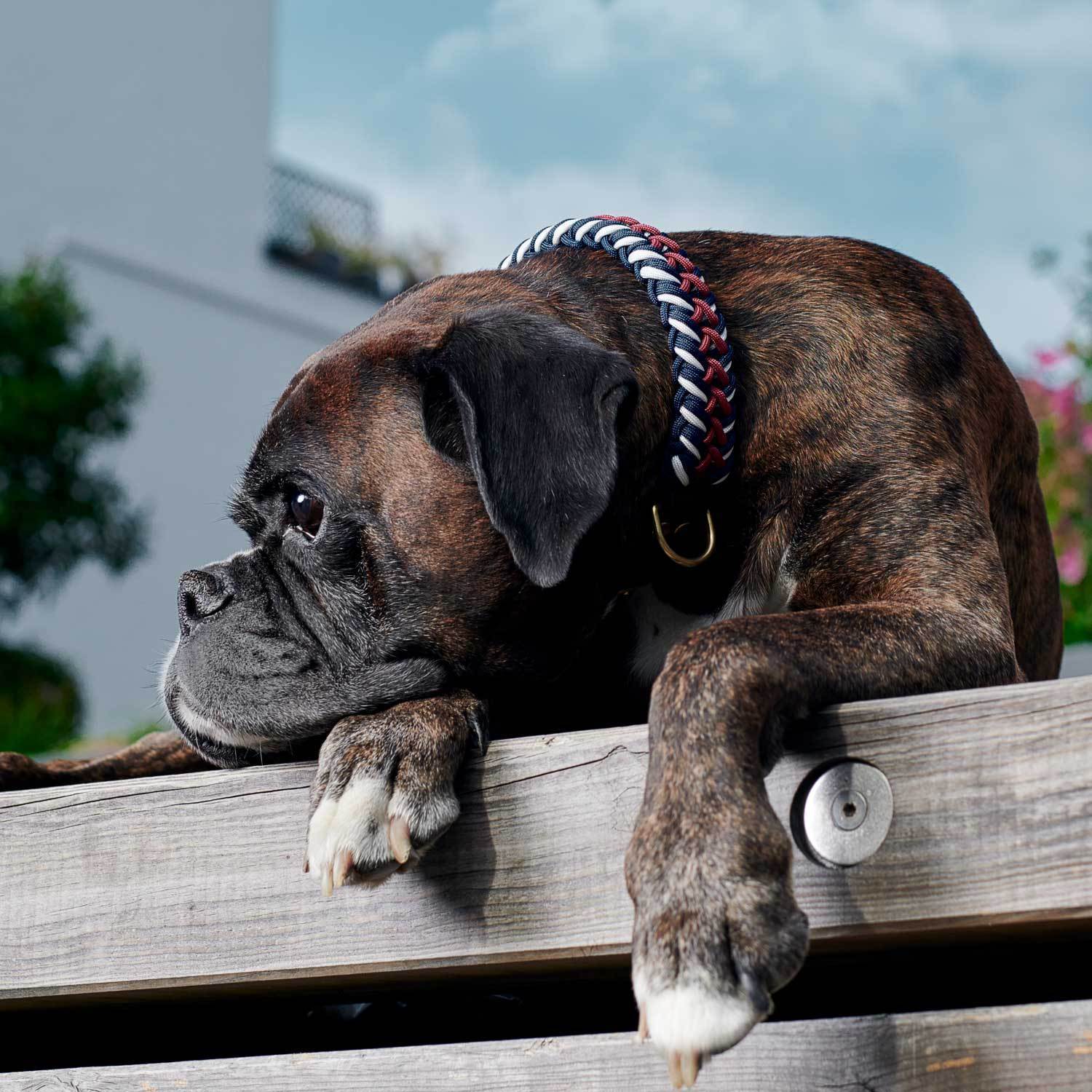 Paracord BioThane® hundehalsbånd Royal